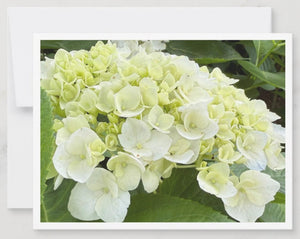Hydrangea Notecards