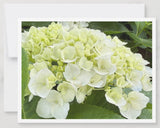 Hydrangea Notecards