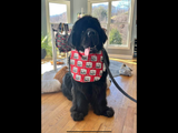 Birthday Boy DROOL BIBs REVERSIBLE (Large Dog Breeds)