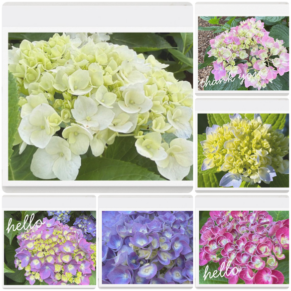 Hydrangea Notecards