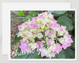 Hydrangea Notecards