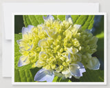 Hydrangea Notecards