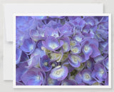 Hydrangea Notecards
